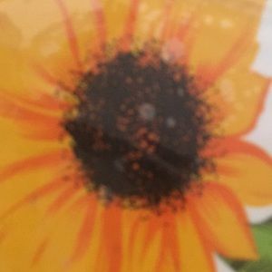 Meet your Posher, Flor